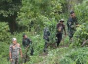 Kodim 0212/Tapsel Musnahkan 3 Hektar Lahan Ganja