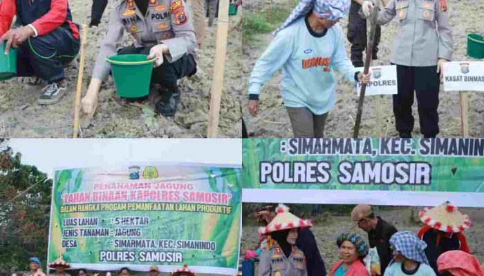 Kapolres Samosir AKBP Rina Frillya Tanam Jagung di Lahan Binaan 5 Hektar